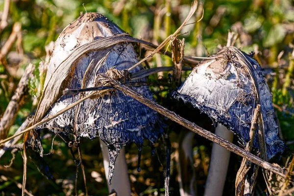 Dos Hongos Grises Bajo Hierba Seca Bosque — Foto de Stock