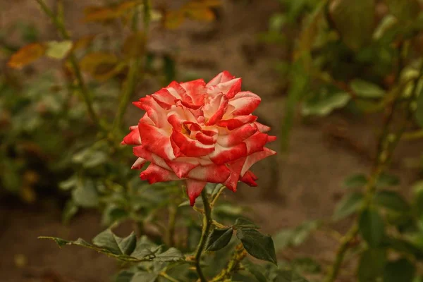 Capullo Grande Una Rosa Roja Blanca Sobre Tallo Verde Con — Foto de Stock