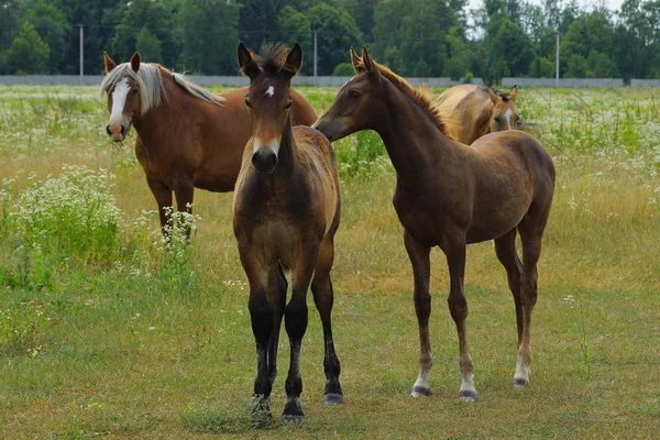 Małe Duże Brązowe Konie Polu Zielonej Trawie Przyrodzie Letni Dzień — Zdjęcie stockowe