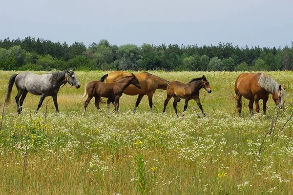 绿草地里的小而大的褐色马 — 图库照片
