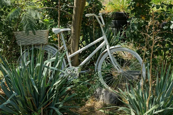 庭で緑の植物から 古い白い自転車が目立つ — ストック写真