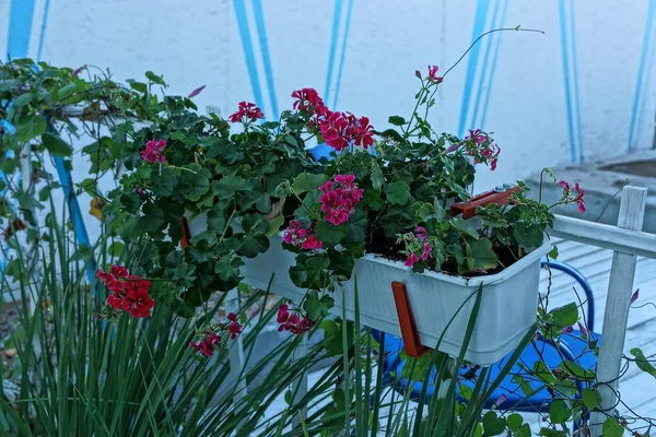 Weißer Blumentopf Mit Roten Blumen Der Wand Auf Der Straße — Stockfoto