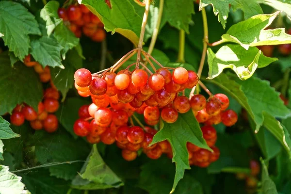 Klaszterek Piros Bogyós Gyümölcsök Viburnum Között Zöld Levelek — Stock Fotó