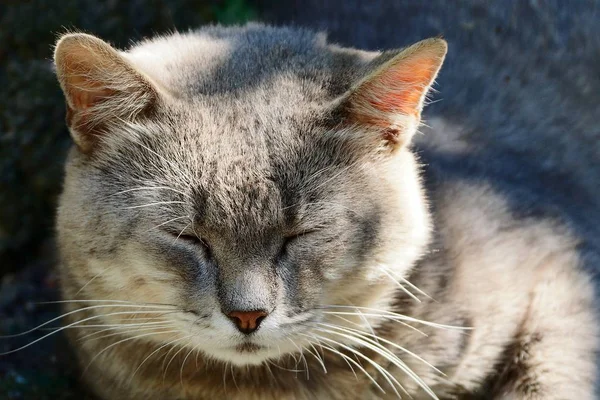 Großer Kopf Einer Schlafenden Grauen Katze Den Sonnenstrahlen — Stockfoto