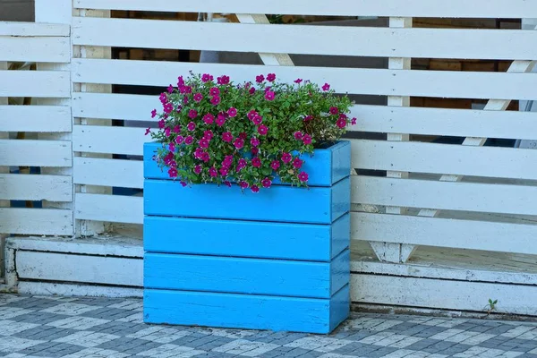 Maceta Madera Azul Con Flores Rojas Cerca Una Valla Blanca — Foto de Stock