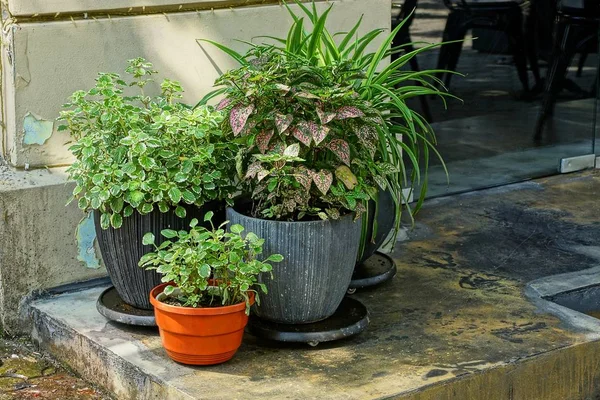 Vasen Mit Dekorativer Vegetation Stehen Auf Dem Bürgersteig Der Nähe — Stockfoto