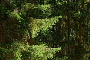 iğne yapraklı yeşil çam ağacı dalları güneş ışığı altında