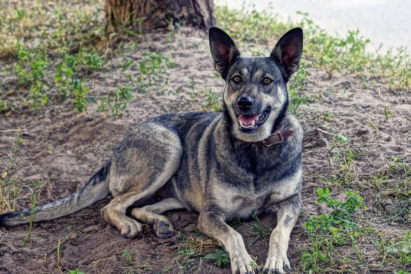 Gran Perro Patio Gris Encuentra Hierba Suelo — Foto de Stock