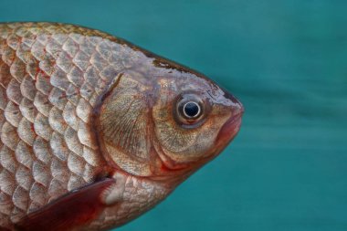 Yeşil bir arka plan üzerinde büyük taze havuz