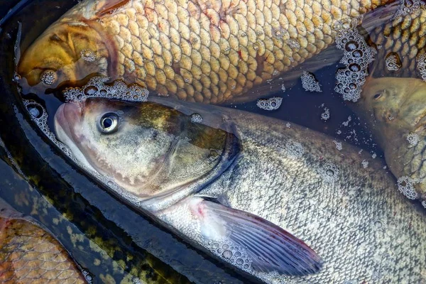 Nagy Élő Fehér Halak Vadászat Zavarosban Vizeken — Stock Fotó