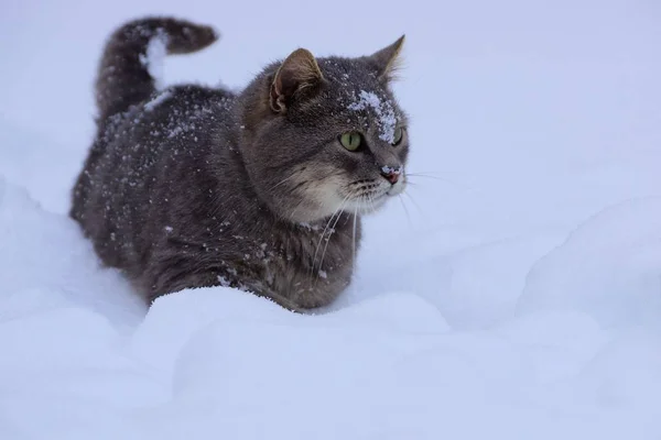 Wielki Kot Szary Chodzenie Biały Śnieg Ulicy — Zdjęcie stockowe