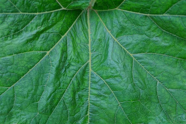 Natural Vegetative Texture Piece Green Leaf — Stock Photo, Image