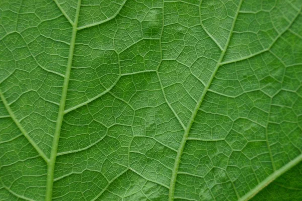 Φυσική Φυτική Φόντο Από Ένα Κομμάτι Πράσινο Φρέσκο Φύλλο — Φωτογραφία Αρχείου