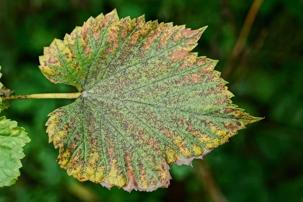 Grande Foglia Uva Colorata Ramo Del Giardino — Foto Stock