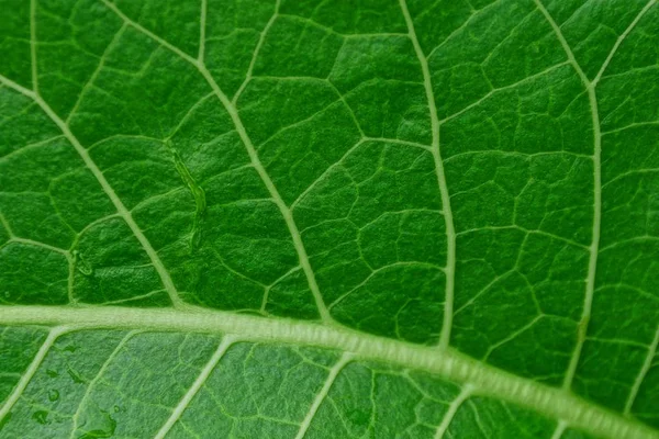 Textura Vegetativa Verde Pedazo Una Hoja Fresca Grande —  Fotos de Stock