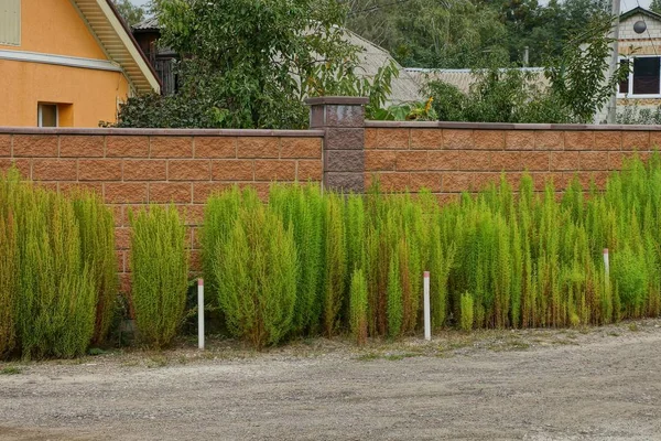 Teil Eines Braunen Ziegelzauns Mit Dekorativer Grüner Vegetation — Stockfoto