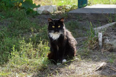 kara kedi yere yeşil çim yakın oturan