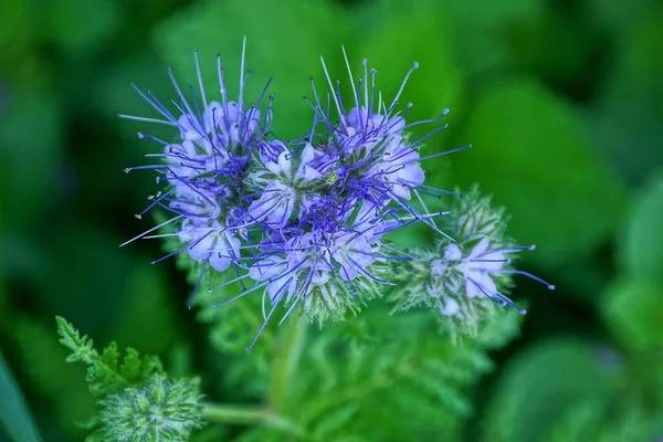 Blue Small Buds Wild Flowers Green Stalk — Stock Photo, Image