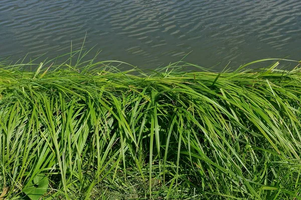 Grönt Lång Gräs Nära Vattnet Stranden Reservoaren — Stockfoto