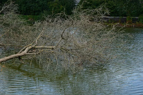 Szary Gałęzie Drzewa Spadł Wodzie Zbiornika — Zdjęcie stockowe