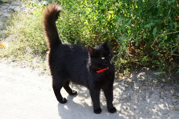 Μία Μεγάλη Μαύρη Γάτα Στέκεται Στο Έδαφος Στο Γρασίδι Στο — Φωτογραφία Αρχείου