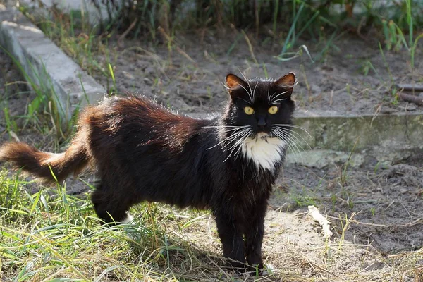 Большая Черная Кошка Стоящая Земле Траве — стоковое фото