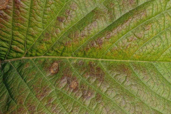 Naturalny Roślinny Tekstury Kawałka Dużych Kolorowych Liści — Zdjęcie stockowe