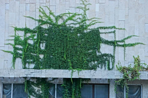 The gray stone wall of the building overgrown with green vegetation and leaves