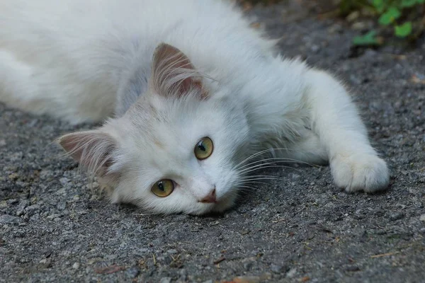 Ein Kleines Weißes Kätzchen Liegt Auf Dem Grauen Asphalt Auf — Stockfoto