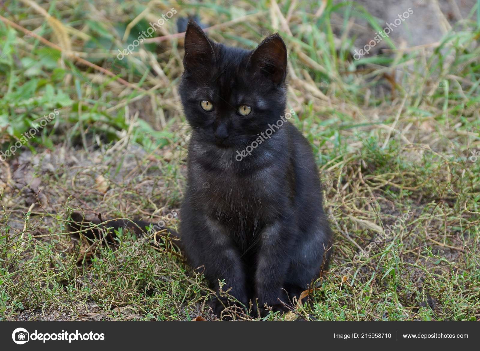 Chat Noir Sur La Nature Photographie Anatolx C Chat Noir Sur La Nature Photographie Anatolx C