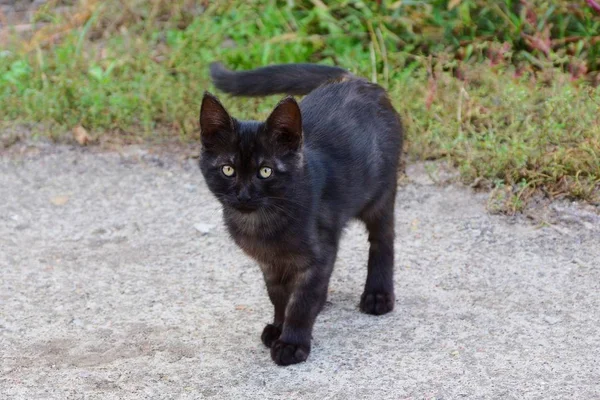 Mały Kotek Czarny Stoi Szary Road Pobliżu Zielonej Trawie — Zdjęcie stockowe