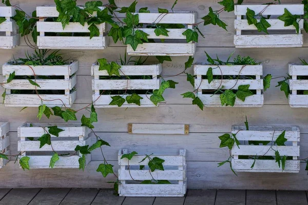 Cajas Madera Blanca Con Plantas Decorativas Verdes Pared — Foto de Stock