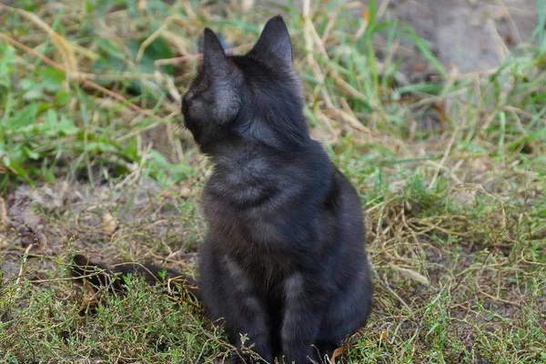 Mały Czarny Kotek Siedzi Ulicy Zielonej Trawie — Zdjęcie stockowe