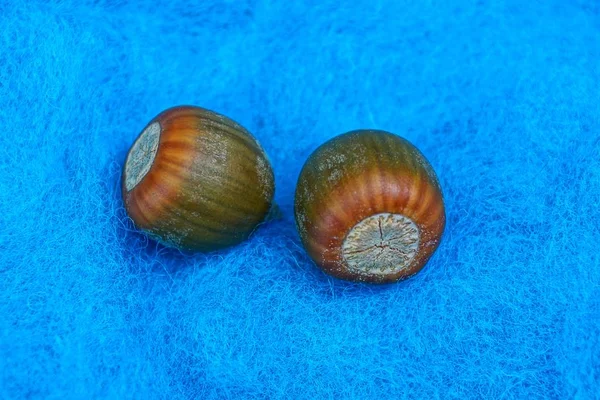 Dos Bellotas Marrones Yacen Sobre Paño Azul — Foto de Stock