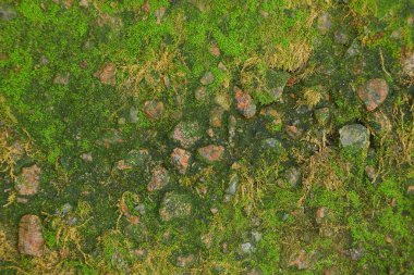 yeşil yosun ve bir taş duvardaki bir doku
