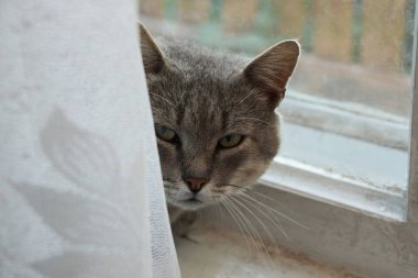 Penceredeki beyaz bir perdenin arkasında gri kedi