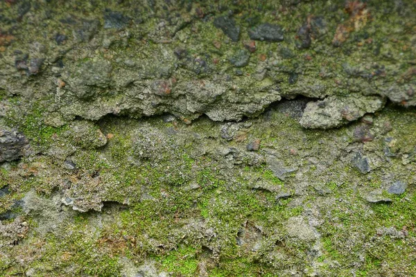 Textura Pedra Verde Cinza Uma Parede Concreto Musgo — Fotografia de Stock