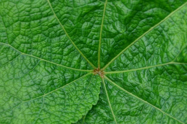 Zielony Wegetatywnego Tekstura Kawałek Świeżego Liścia — Zdjęcie stockowe