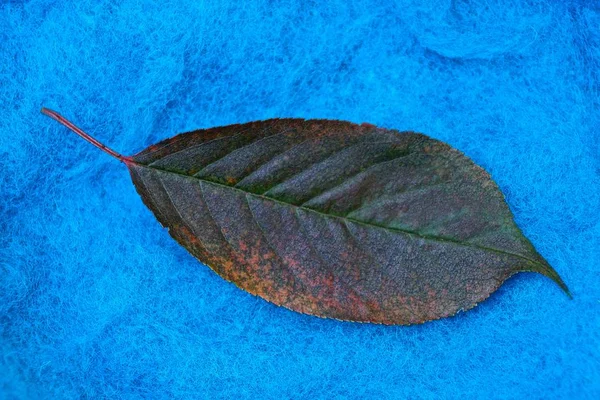 Dry Brown Fallen Leaf Blue Cloth — Φωτογραφία Αρχείου