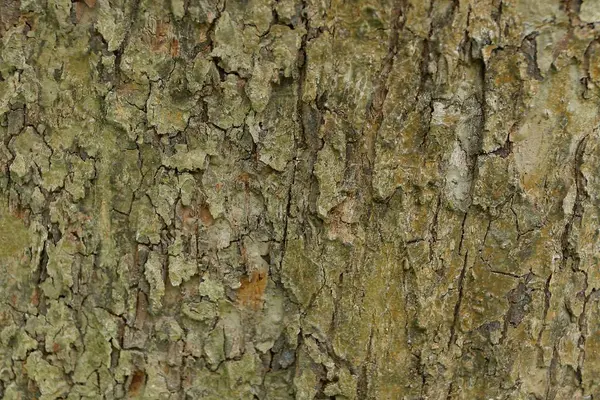 Braune Natürliche Vegetative Textur Aus Der Rinde Eines Baumes — Stockfoto