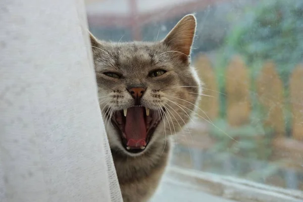 Big Gray Cat Yawns White Curtain Window — Stock Photo, Image