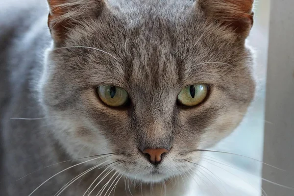一只绿眼睛的灰色大猫头 — 图库照片