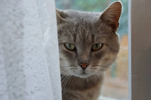 Große Graue Katze Hinter Dem Weißen Vorhang Fenster Zimmer — Stockfoto