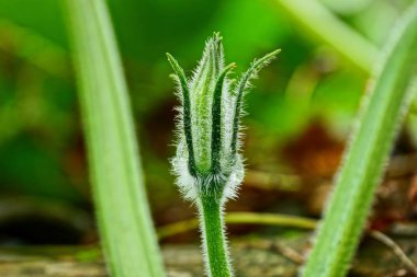 dal bahçedeki küçük yeşil kabak
