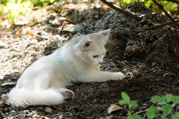 Kleines Weißes Kätzchen Liegt Draußen Garten Auf Dem Boden — Stockfoto