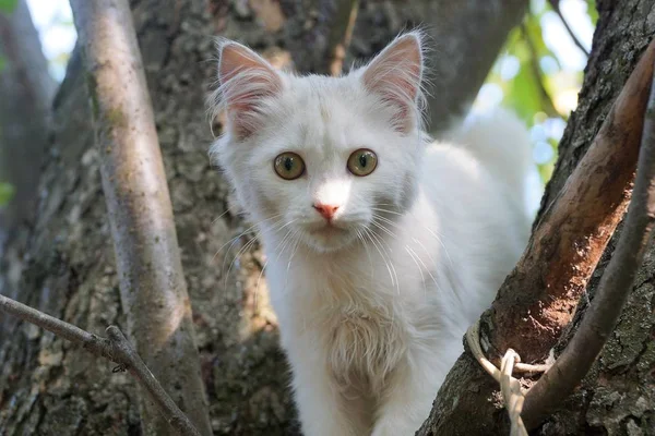 小白猫坐在一棵棕色的树上 — 图库照片