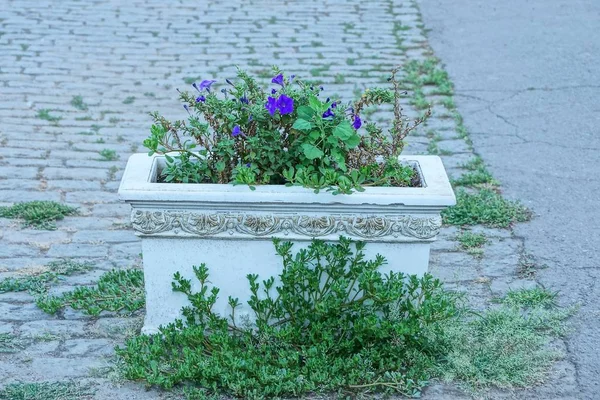 Maceta Hormigón Blanco Con Flores Hierba Acera — Foto de Stock