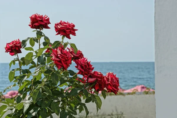 空と海と緑のブッシュに赤いバラ — ストック写真