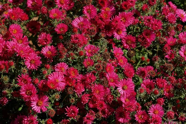 Textura Vegetal Natural Vermelha Pequenas Flores Arbusto — Fotografia de Stock