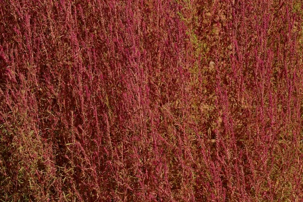 外の芝生に長いから赤い天然植物テクスチャ — ストック写真